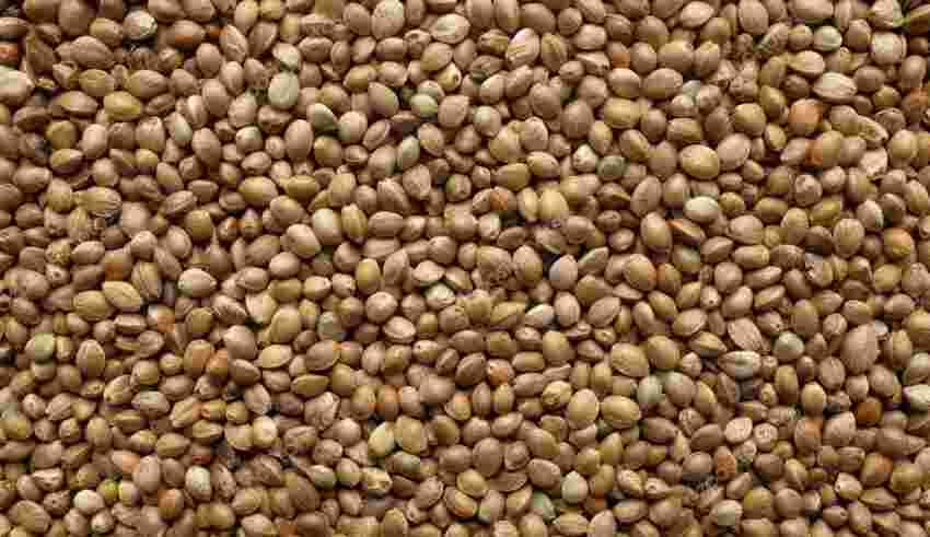 Advantages of Hemp Seed for Burning Fat Naturally!